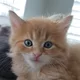 Xyiber profile