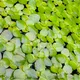 aquatic live plant profile