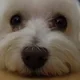 Kevin profile