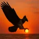 Fowad profile