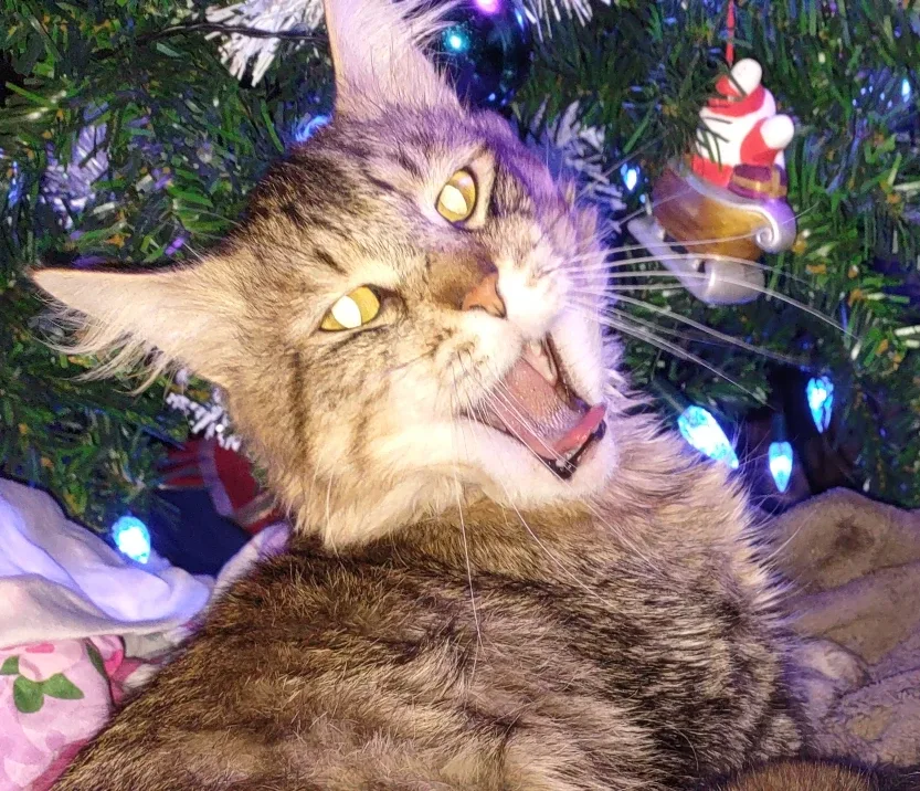 Krystie Mandzak profile