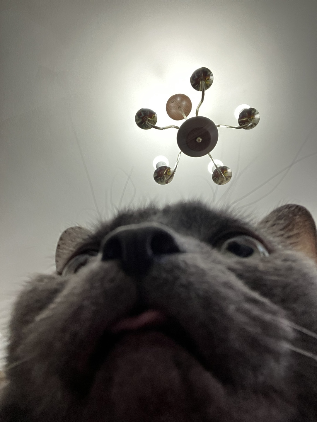 Kitty profile