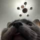 Kitty profile