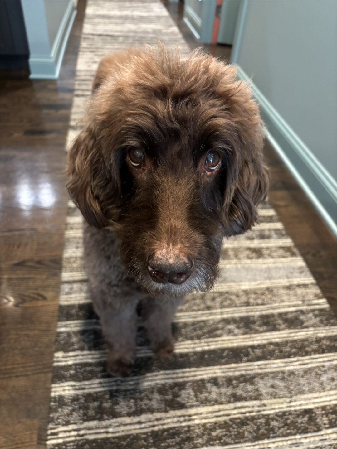 Daisy