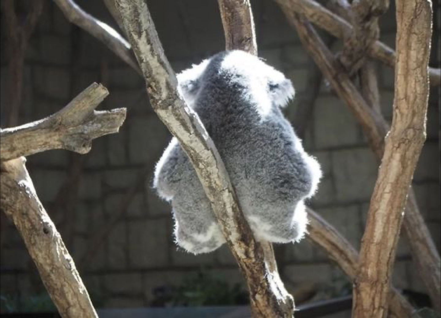 Koala profile