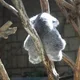 Koala profile