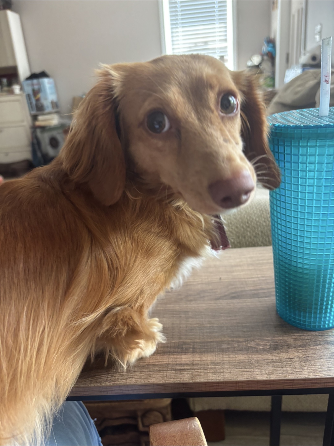Doxie Lady