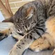 Eva profile