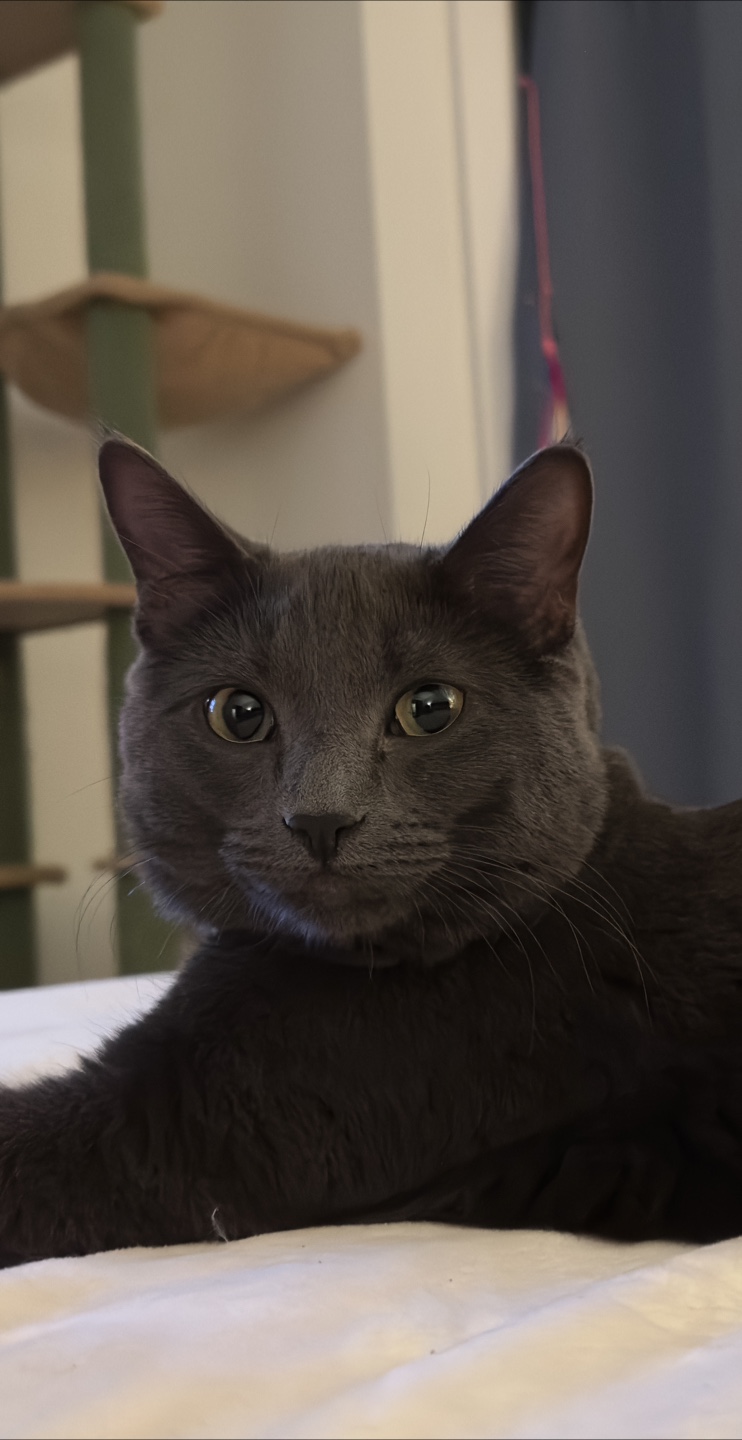 Heidi