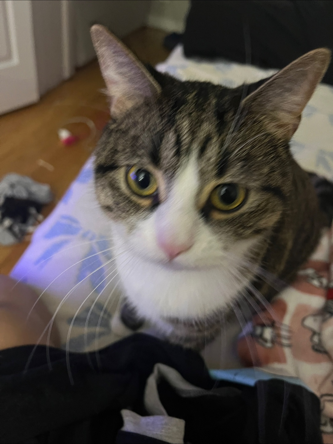 Gyssel profile