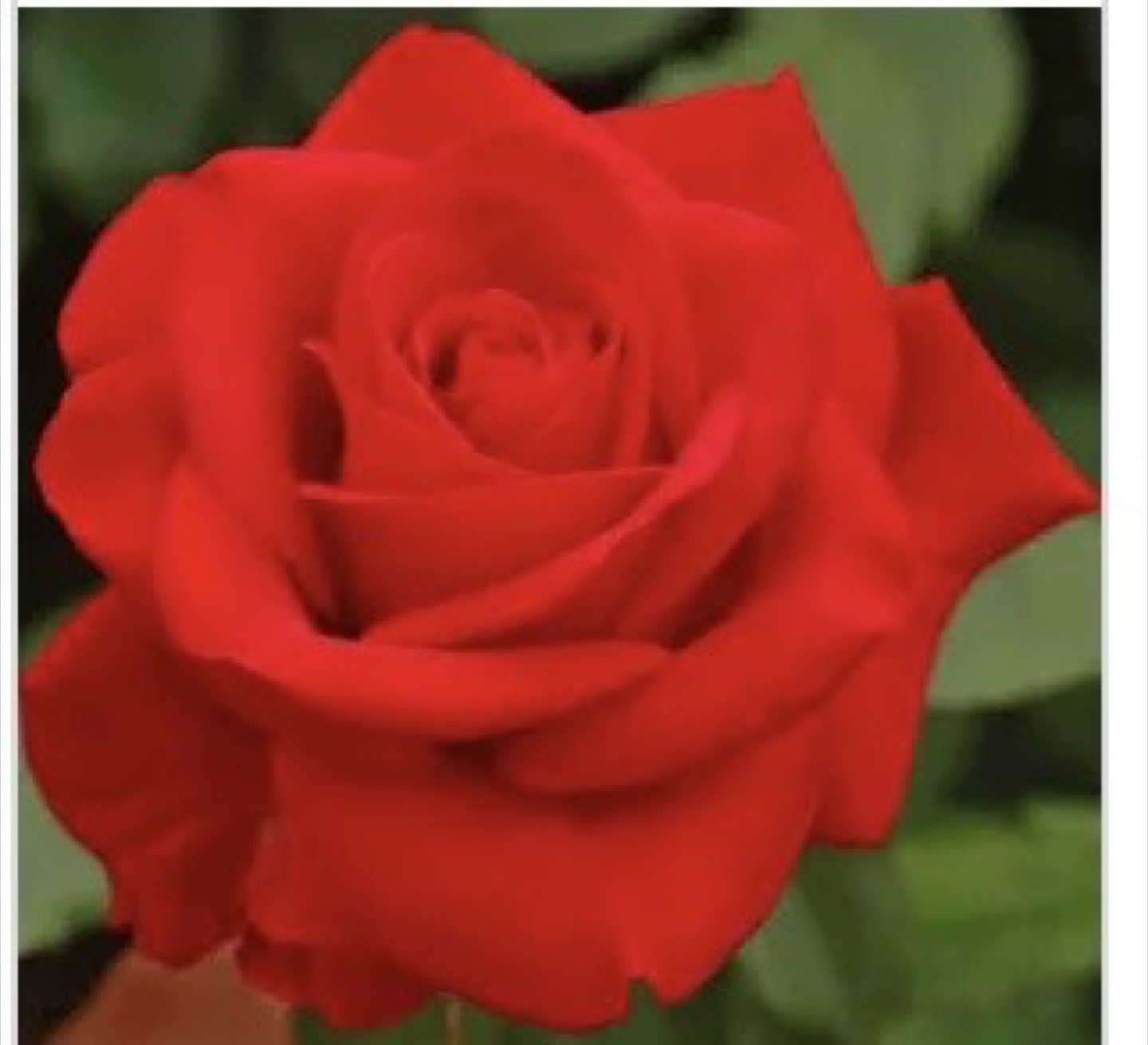 Rose profile