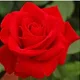 Rose profile