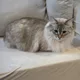 PA profile