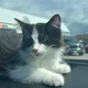 Maddy profile