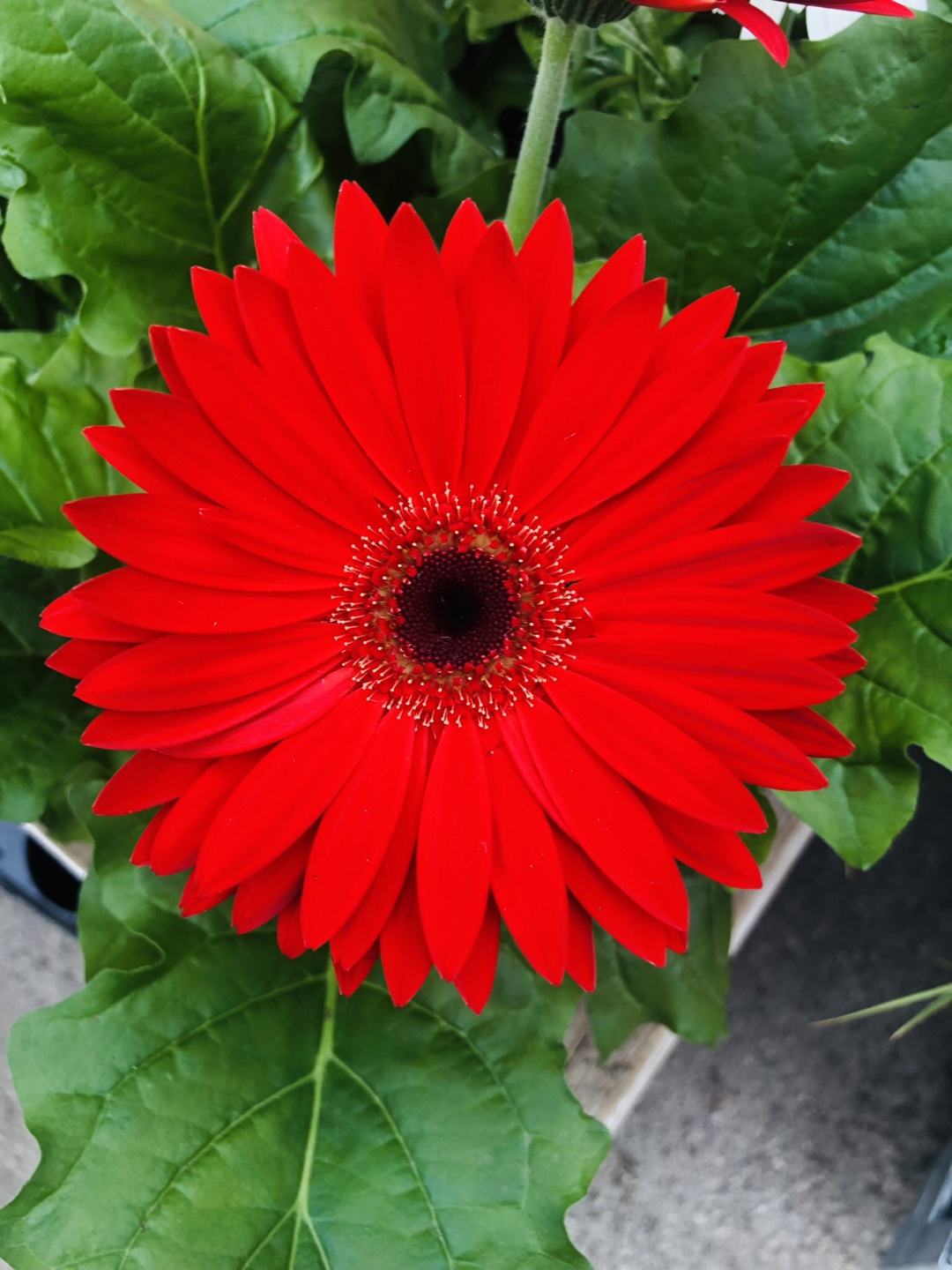 Alex and Alena profile