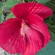 Kamini profile