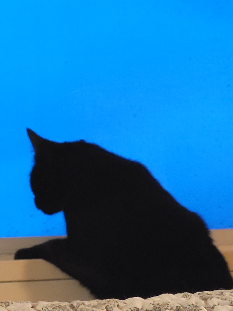 lish profile