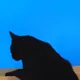 lish profile