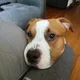 Eli profile