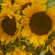 Tournesol profile