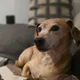 anuja profile