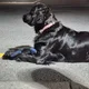 larry profile