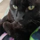 Barendina profile