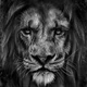 LB profile