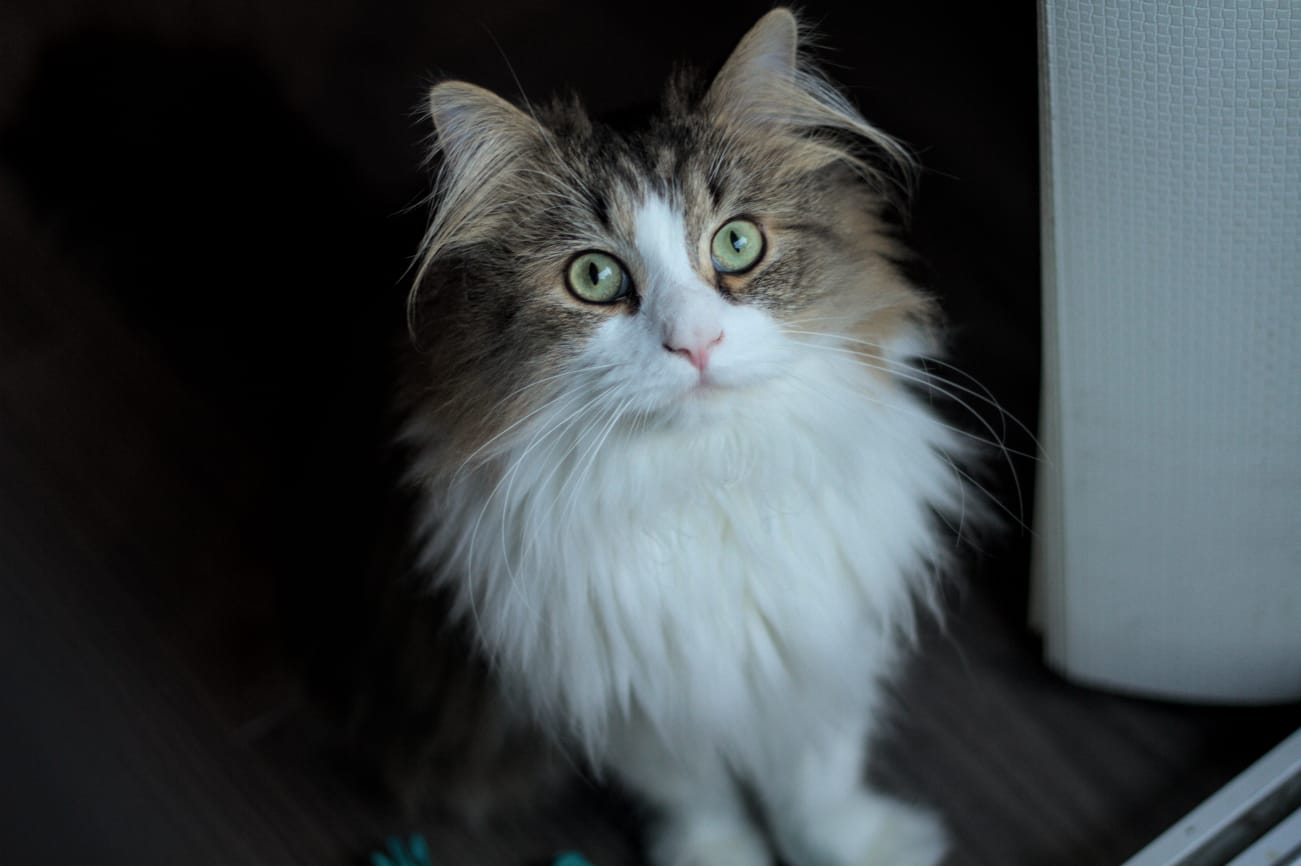 Tay