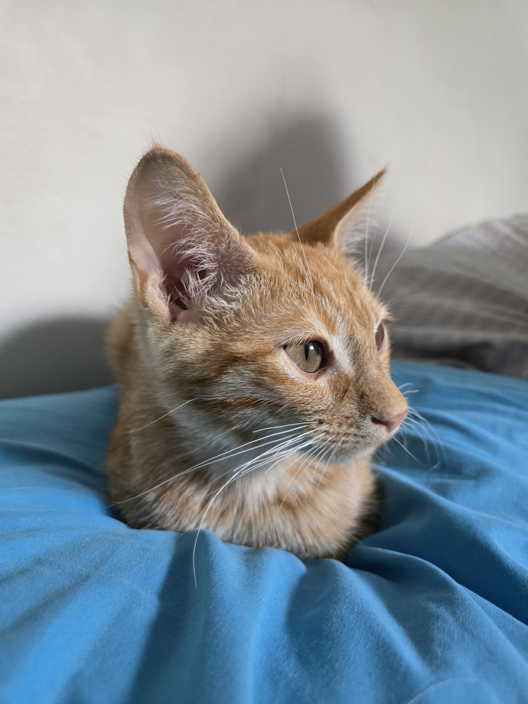 Nick profile