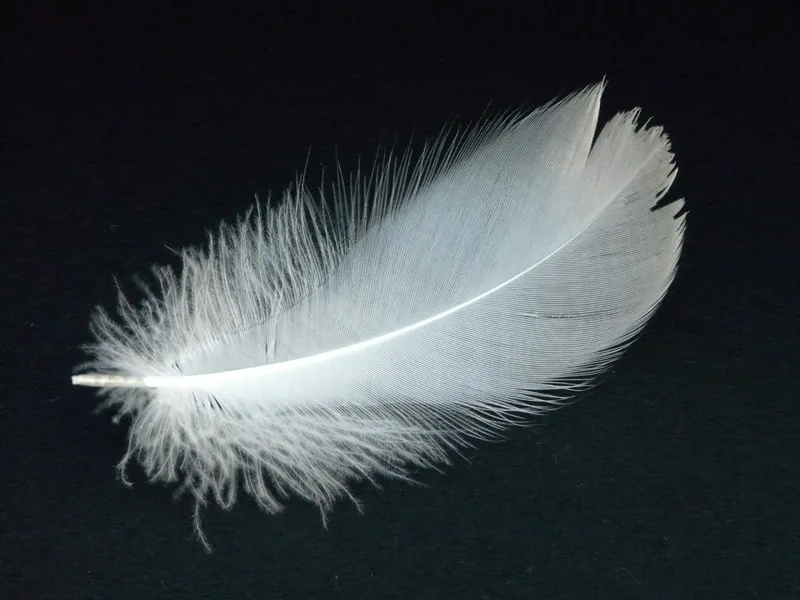 Feather