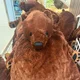 Jeffrey profile