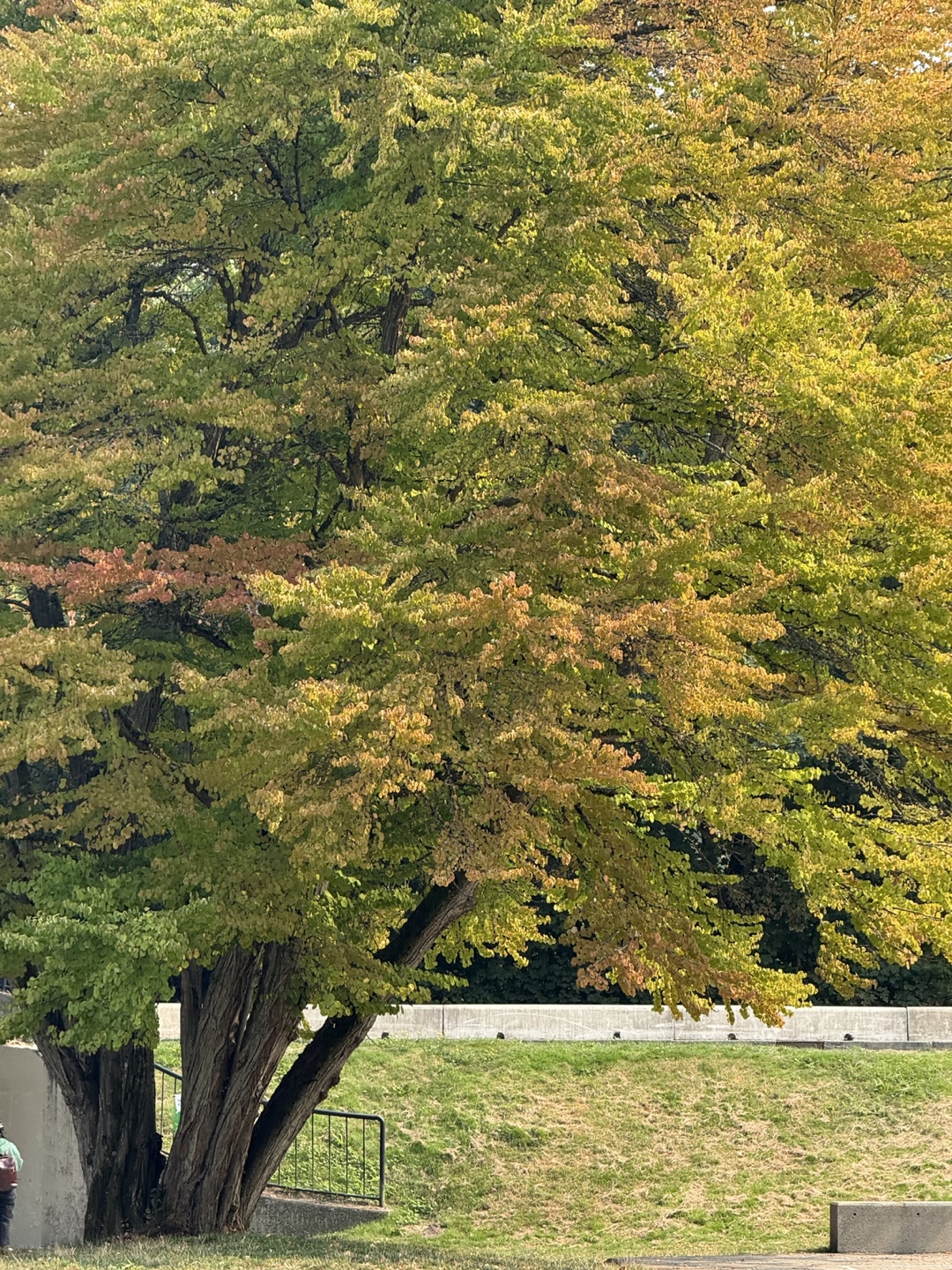 Maple profile