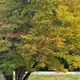 Maple profile