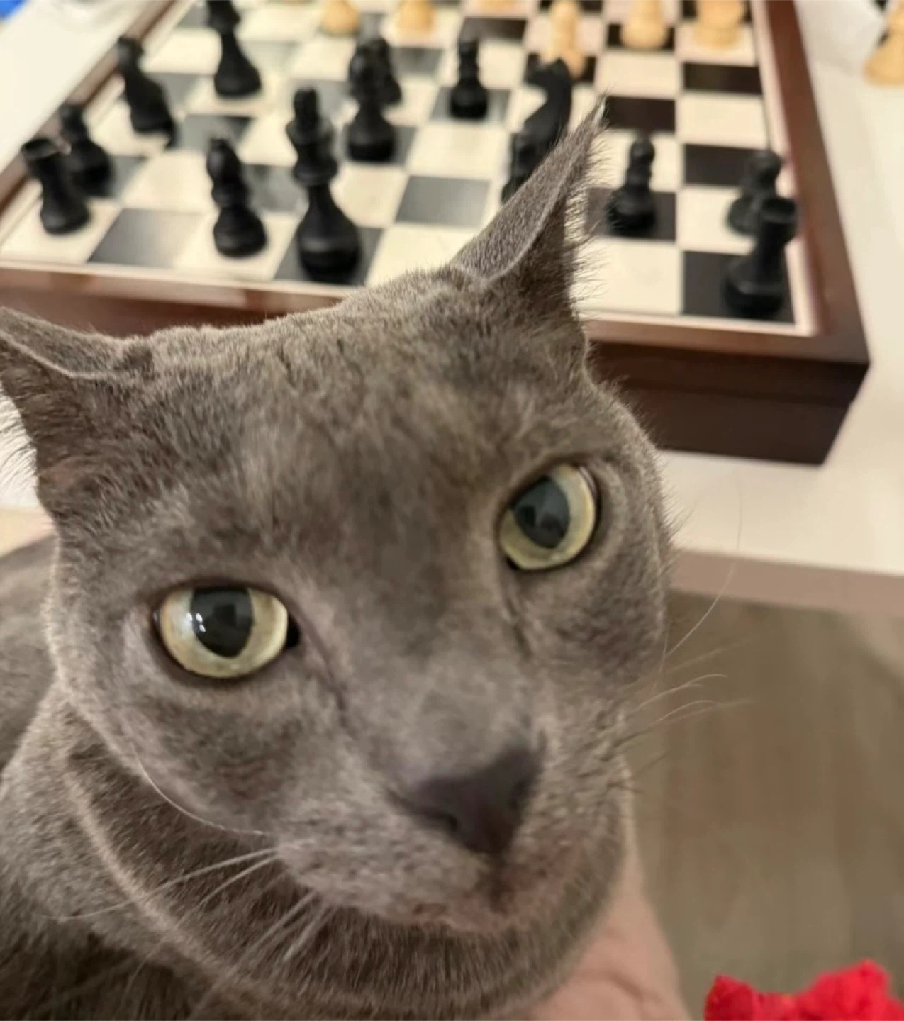 Austin