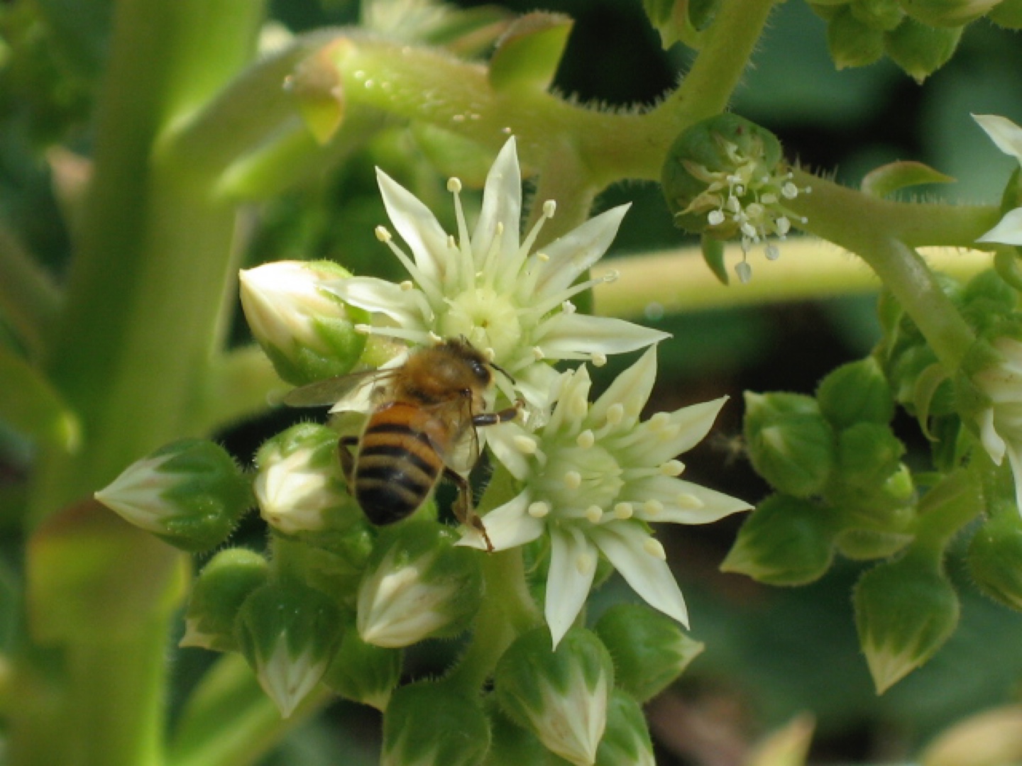 Yogi Westwood profile