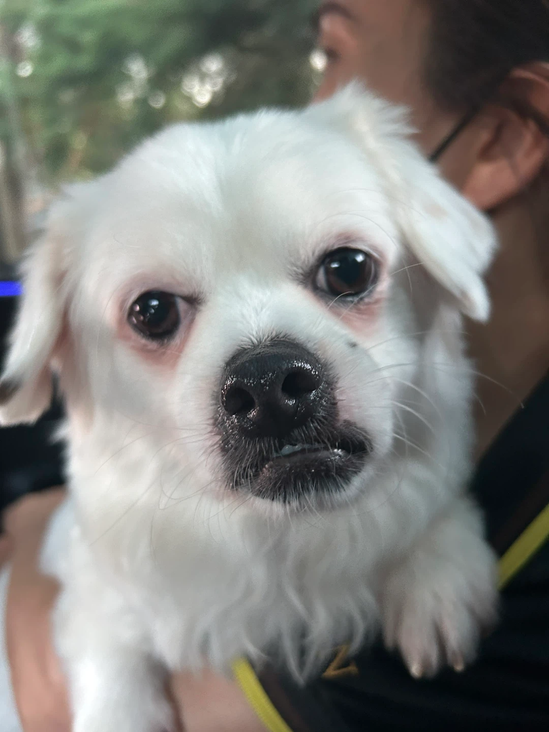 Calla Domingo profile