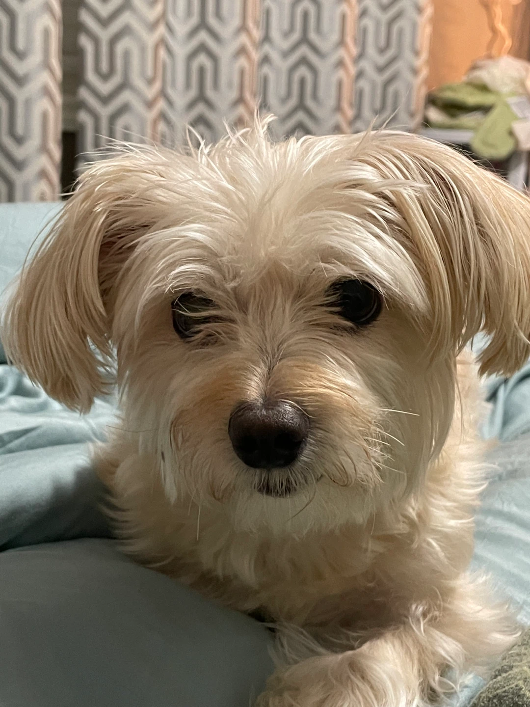 Gordon profile