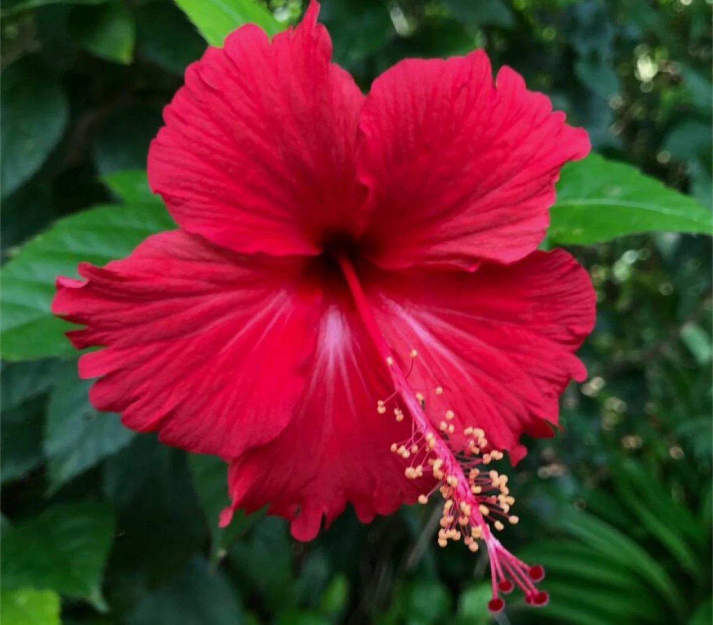 Shamia variety profile