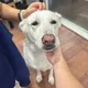 Cheese profile