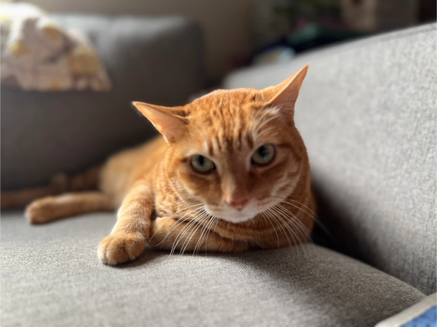 Nicholas profile