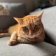 Nicholas profile