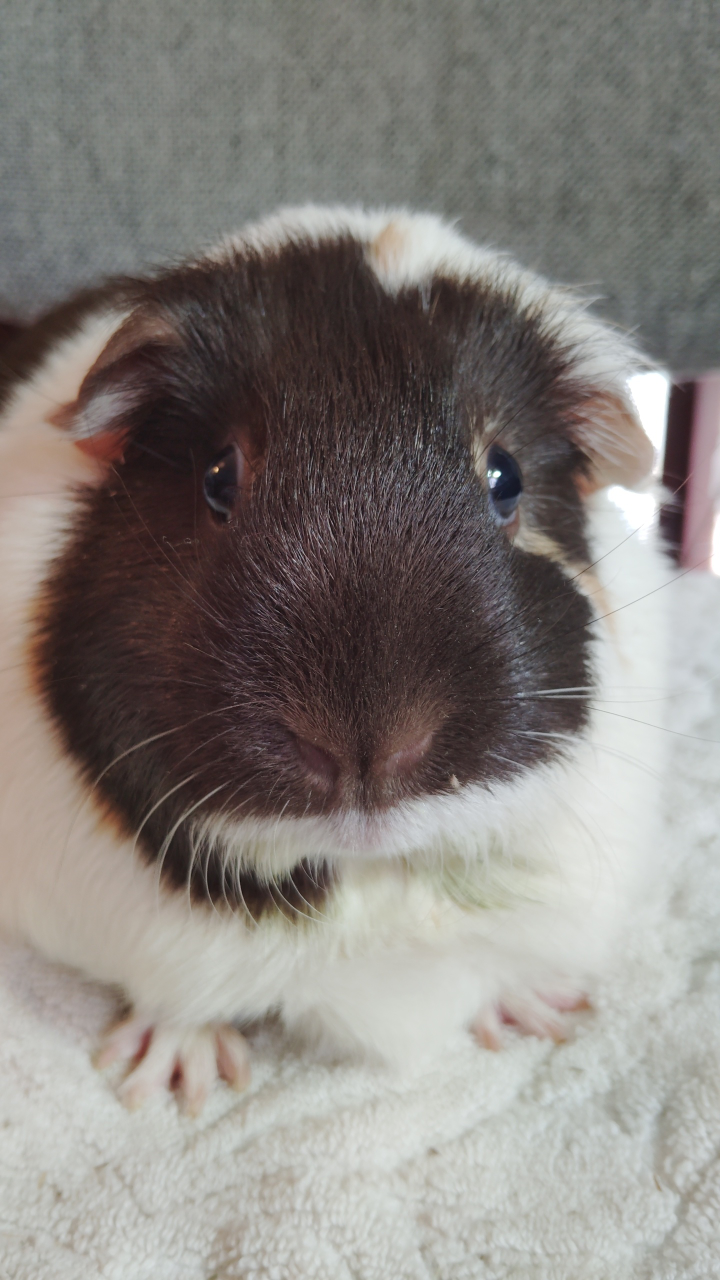 Devon profile
