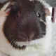 Devon profile