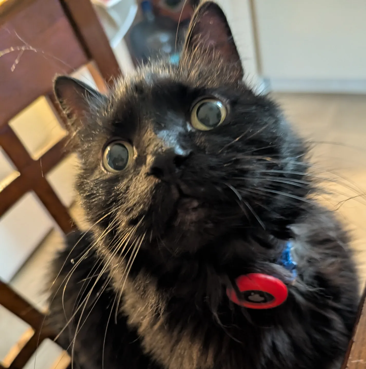 Logan Andrews profile