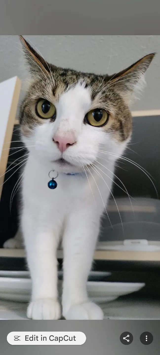 Sylvia Ann Sheridan profile