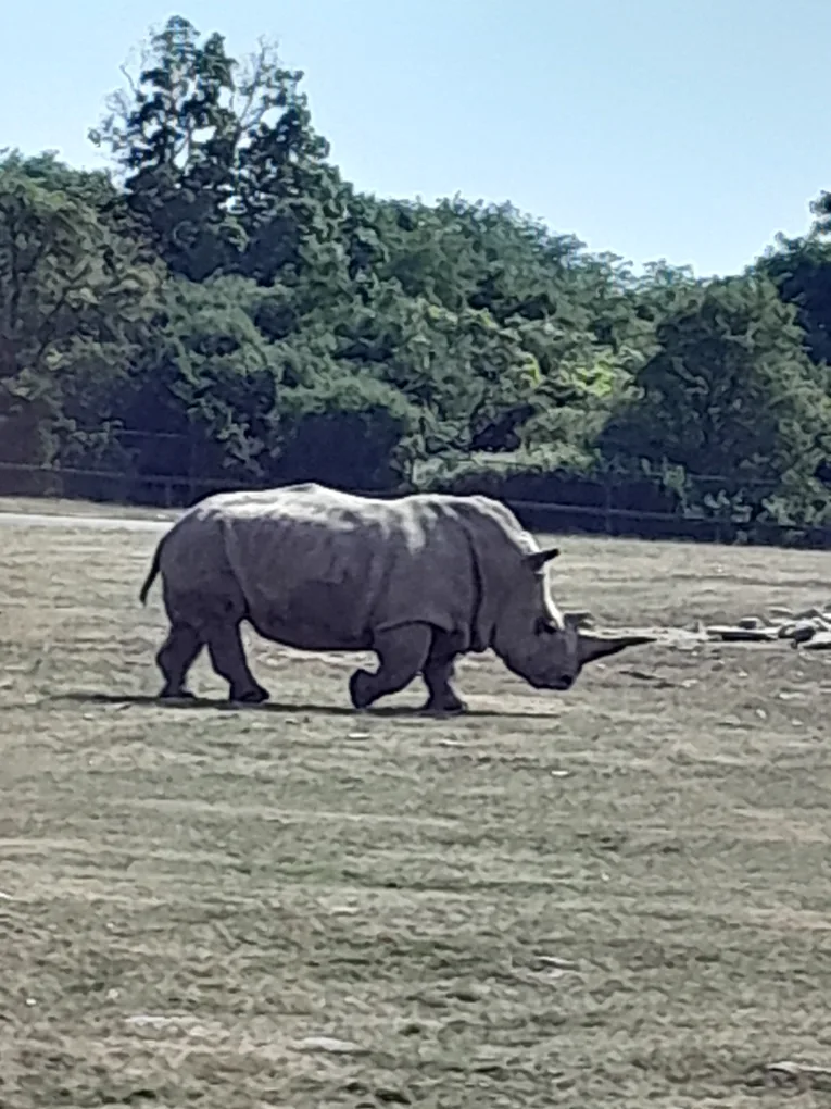 Diondra Brown profile