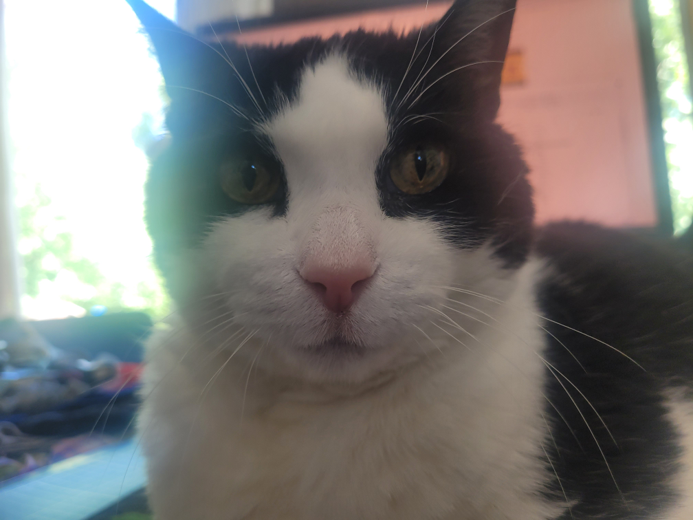 Fuzzy Lewis profile