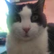 Fuzzy Lewis profile