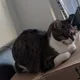 Jake profile